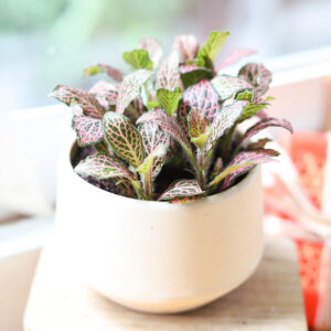 Pink Nerve Plant Fittonia