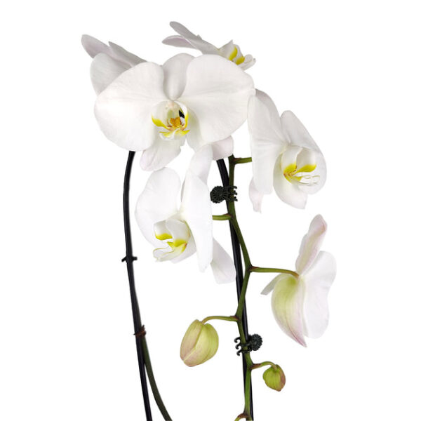 White Phalaenopsis Orchid - Image 4