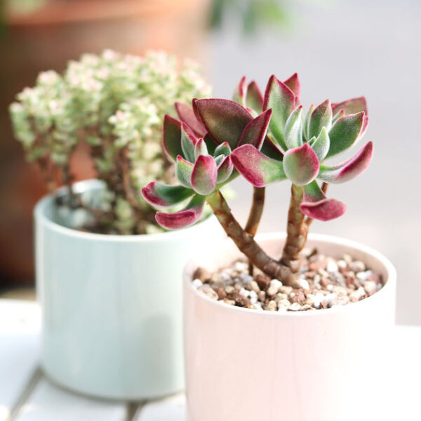 Echeveria Harmsii Ruby Slipper - Image 2