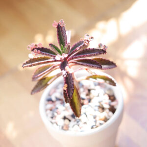 Mother of Millions Kalanchoe