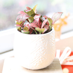 Red Nerve Plant Fittonia