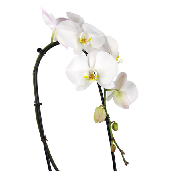 White Phalaenopsis Orchid - Image 5