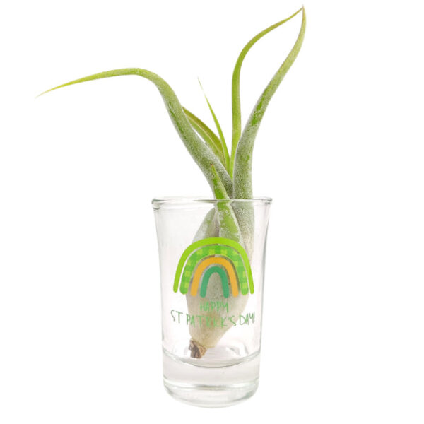 St. Patrick's Day Airplant Holder - Image 2