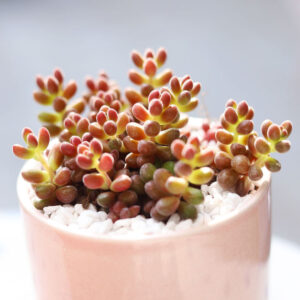 Coral Bells Sedum - Mexican Stahlii