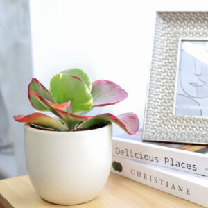 Variegated Paddle Kalanchoe
