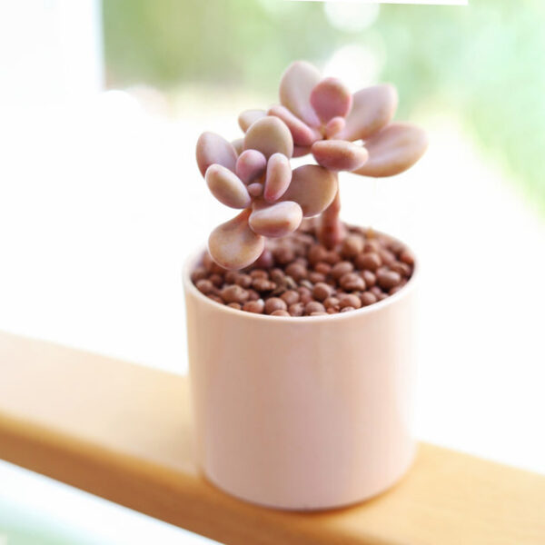 Moonstones Pachyphytum - Image 2
