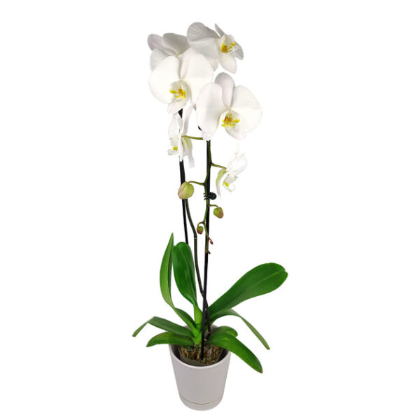 White Phalaenopsis Orchid - Image 3