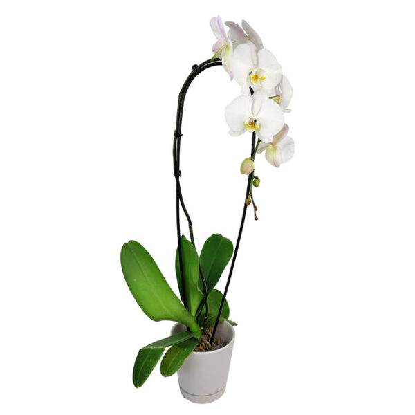 White Phalaenopsis Orchid - Image 6