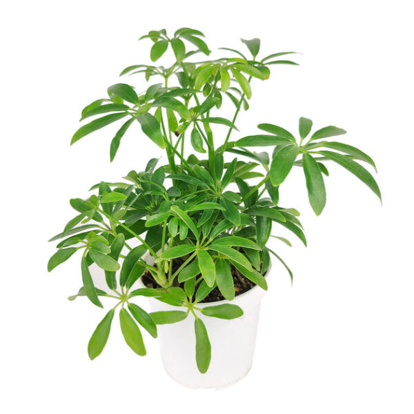 Schefflera Arboricola - Image 2