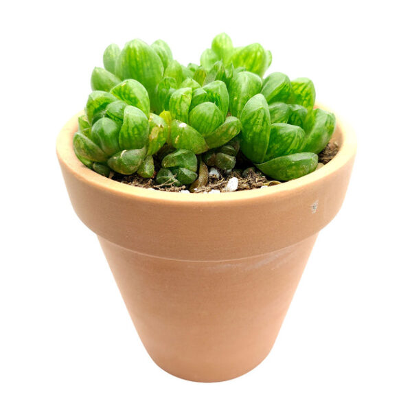 Haworthia Cymbiformis Var. Obtusa - Image 4