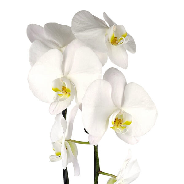 White Phalaenopsis Orchid - Image 7