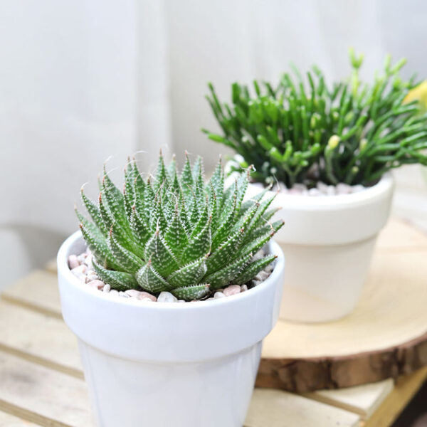 Gasteria Flow Spiky Aloe - Image 2