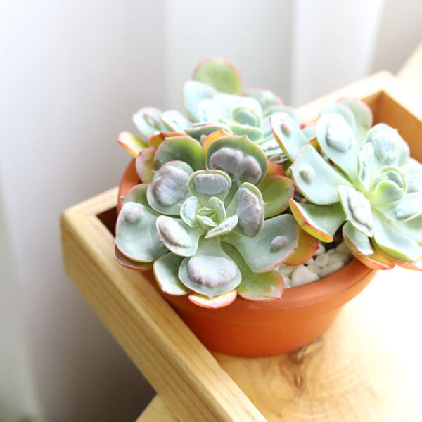 Echeveria Raindrops Succulent - Image 8