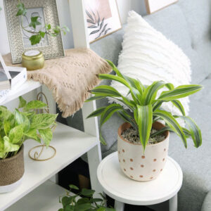 Dracaena Lemon Lime