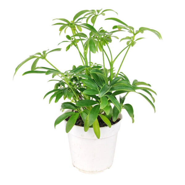 Schefflera Arboricola - Image 3