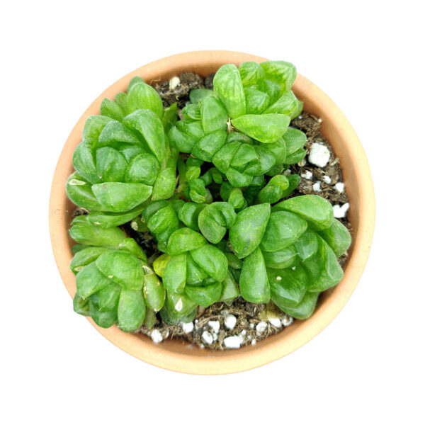 Haworthia Cymbiformis Var. Obtusa - Image 3
