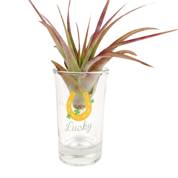 St. Patrick's Day Airplant Holder - Image 6