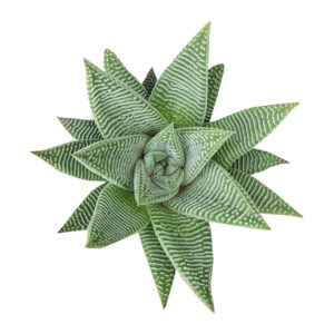 Haworthia limifolia var. striata