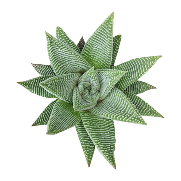 Haworthia limifolia var. striata