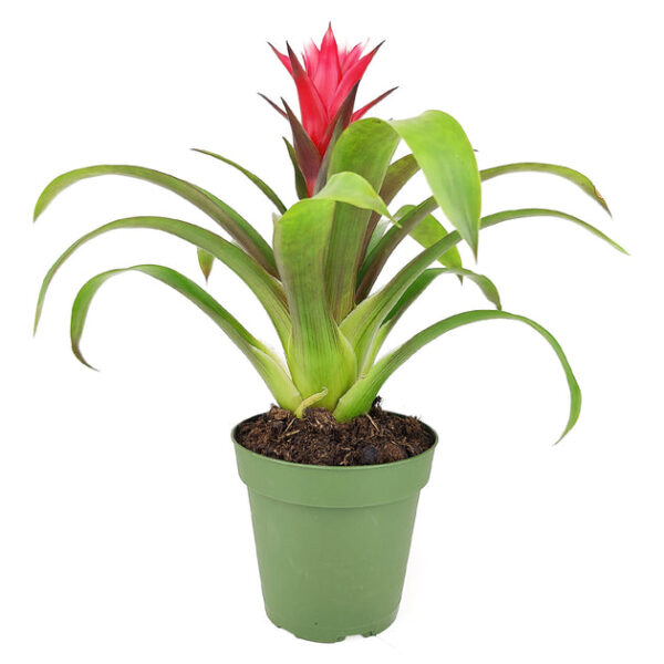 Guzmania hybrid Red - Image 3