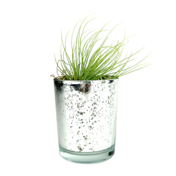 Cactus Wedding and Party Favors Tray - Image 9