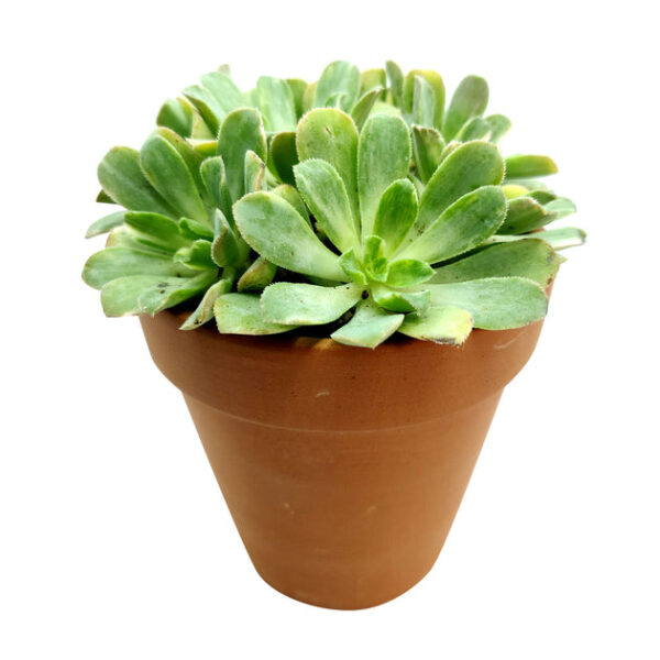 Aeonium Emerald Ice - Image 6