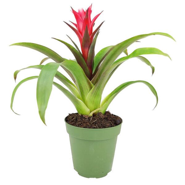 Guzmania hybrid Red - Image 2