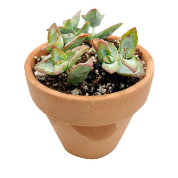 Crassula High Voltage - Image 5