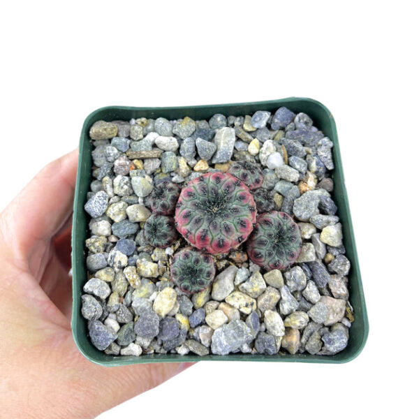 Sulcorebutia Rauschii Purple Cactus - Image 2