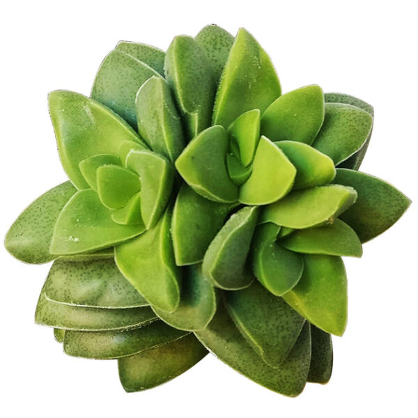 Crassula Springtime Succulent - Image 9
