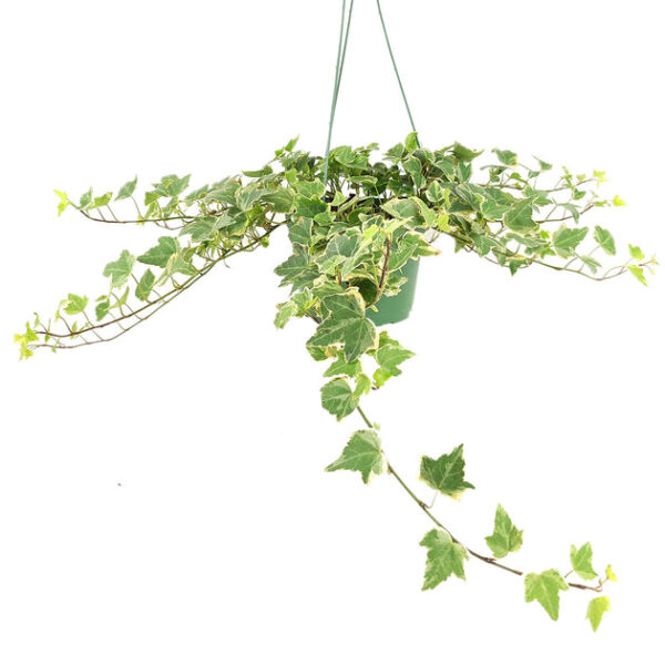 Glacier English Ivy - Image 4
