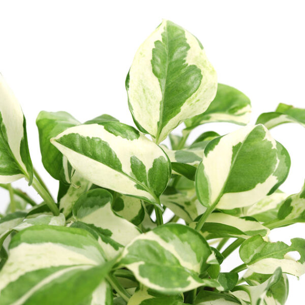 Pothos N'joy - Image 8