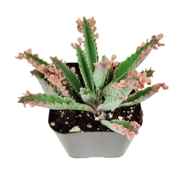 Mother of Thousands Kalanchoe - Image 8