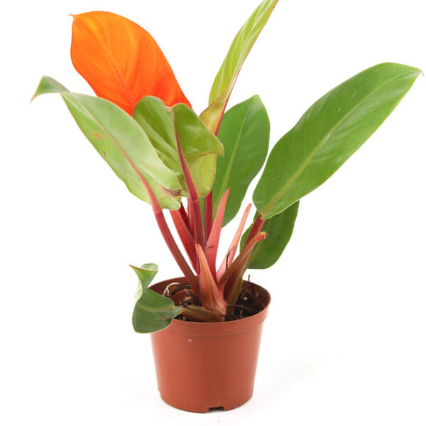 Philodendron Cherry Red - Image 6