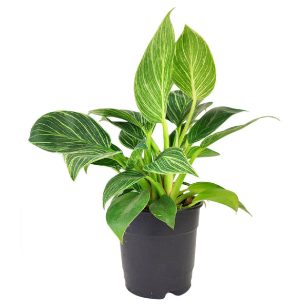 Philodendron Birkin - Image 7