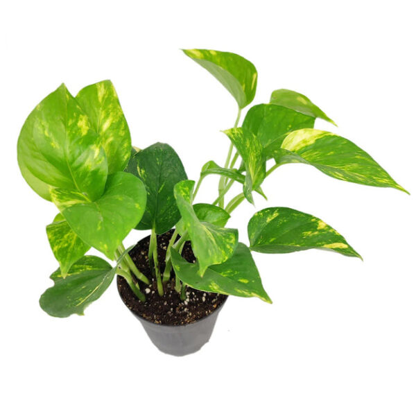 Golden Pothos - Image 3