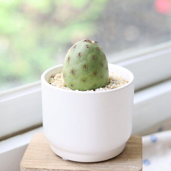 Rare Tephrocactus Geometricus - Image 2