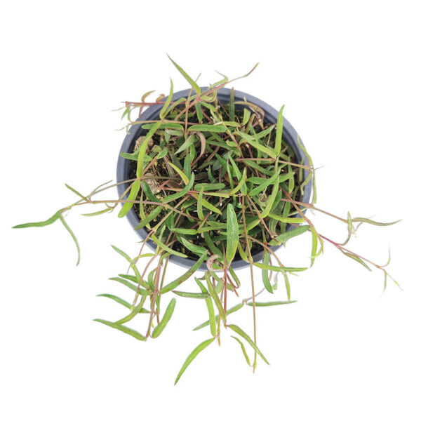 Ceropegia Linearis String of Needles - Image 5