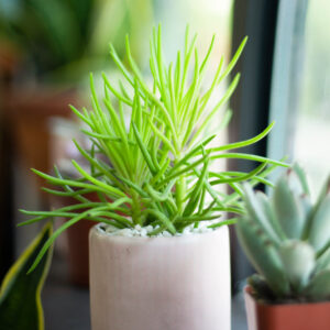 Senecio Cylindricus