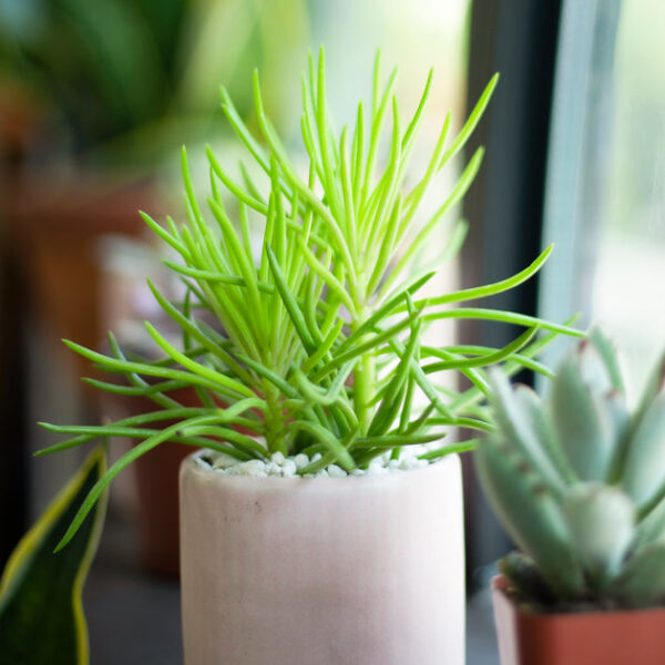 Senecio Cylindricus