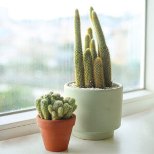 Cleistocactus Winteri Golden Rat Tail Cactus