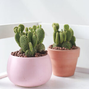 Opuntia Rufida Minima Cinnamon Cactus