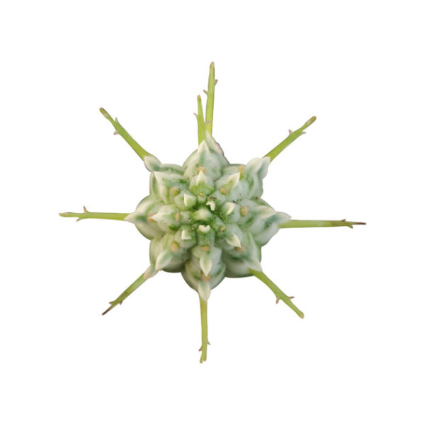 Variegated Corn Cob Cactus - Image 2