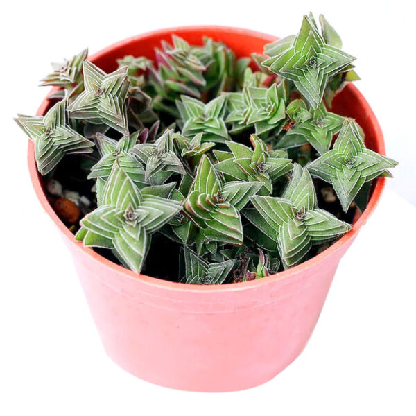 Crassula Pagoda Village - Image 8