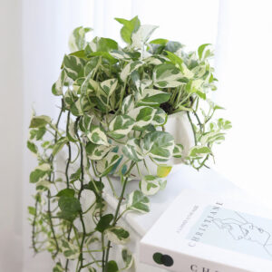 6 inch Pothos N'joy