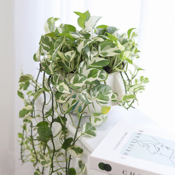 6 inch Pothos N'joy