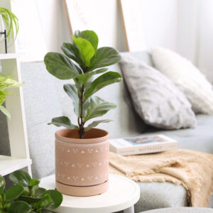 Ficus Lyrata Little Sunshine