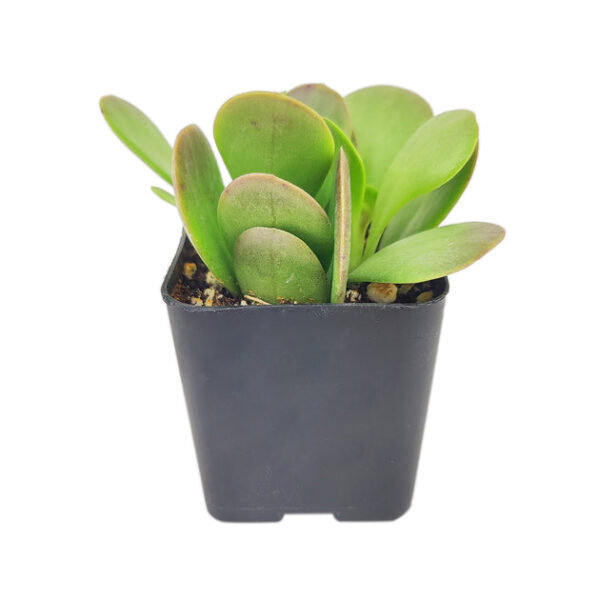 Trailing Jade Senecio Jacobsenii - Image 3