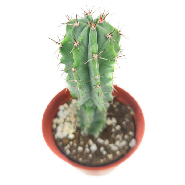 Polaskia Chichipe Cactus - Image 3