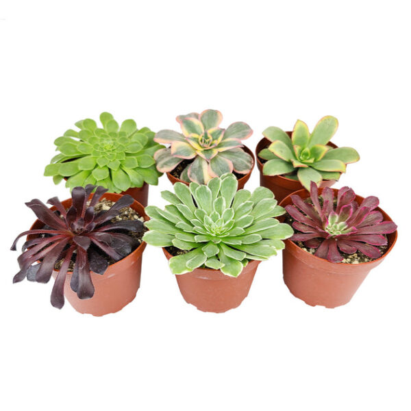 Aeonium Succulent Pack 4" - Image 2